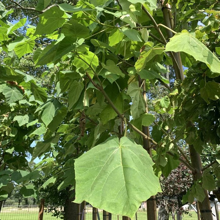 Anna Paulownaboom - Paulownia tomentosa