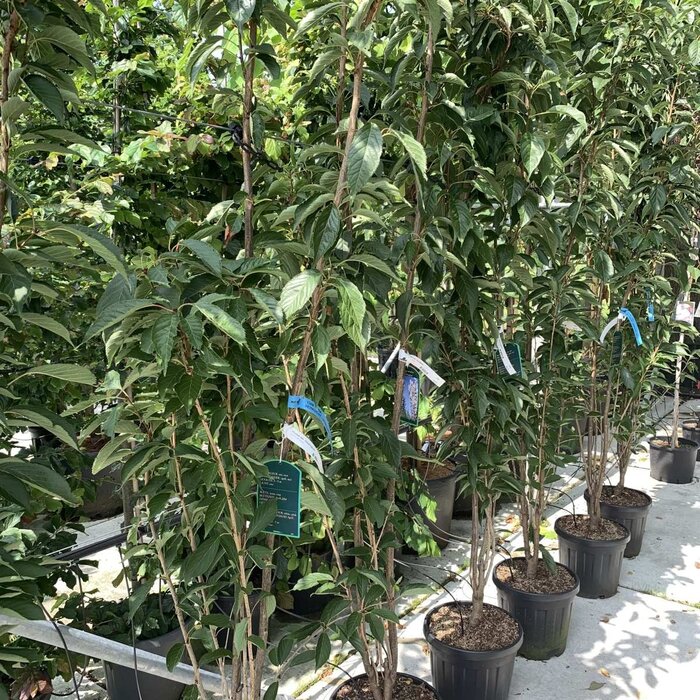 Smalle Japanse sierkers - Prunus serrulata 'Amanogawa'