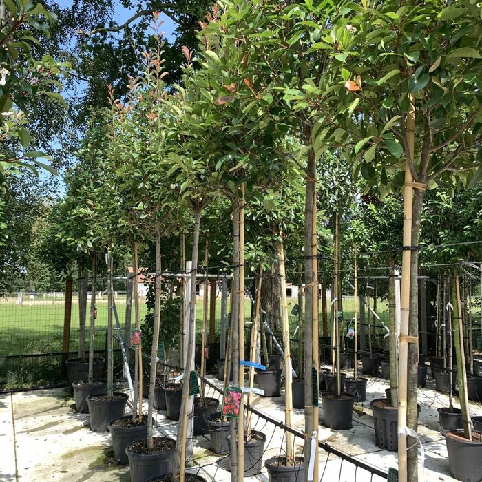 Glansmispel op stam - Photinia fraseri 'Red Robin'