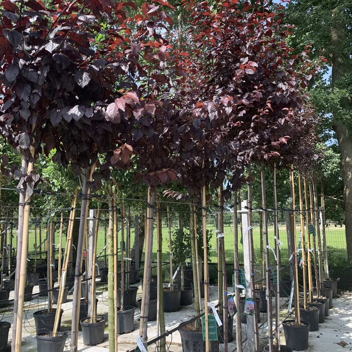 Prunus cerasifera 'Nigra' (Boom) - Sierkers