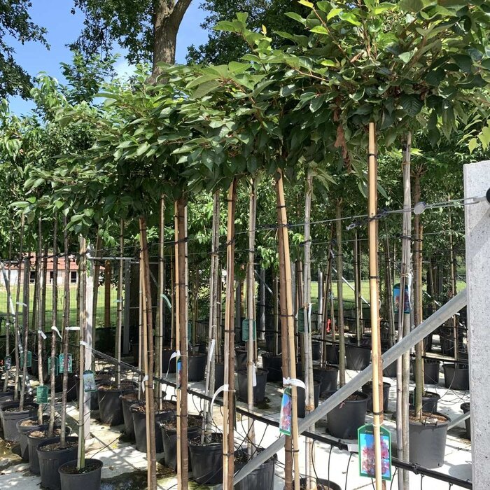 Smalle Japanse sierkers - Prunus serrulata 'Amanogawa'