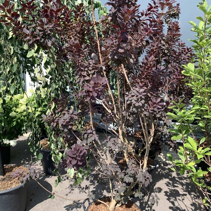 Pruikenboom (Cotinus coggygria 'Royal Purple')