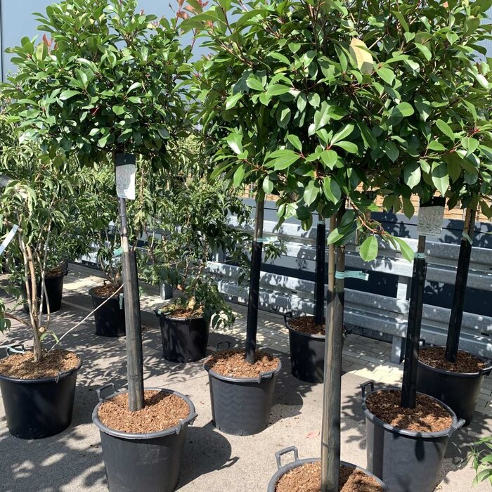 Glansmispel op stam - Photinia fraseri 'Red Robin'