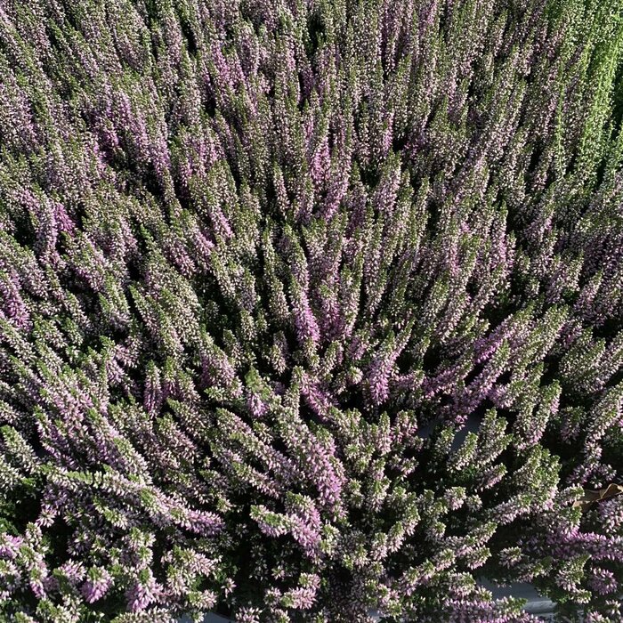 Zomerheide (Calluna vulgaris roze)