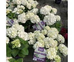 Boerenhortensia - Hydrangea Forever & Ever White