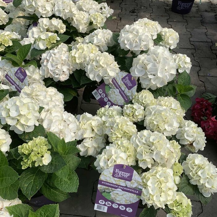 Boerenhortensia (Hydrangea Forever & Ever White )