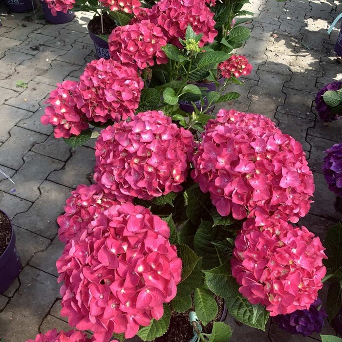 Boerenhortensia (Hydrangea Forever & Ever Red )