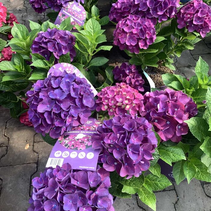 Boerenhortensia (Hydrangea Forever & Ever Purple )