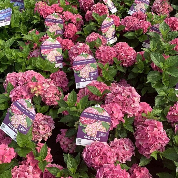 Boerenhortensia (Hydrangea Forever & Ever Pink )
