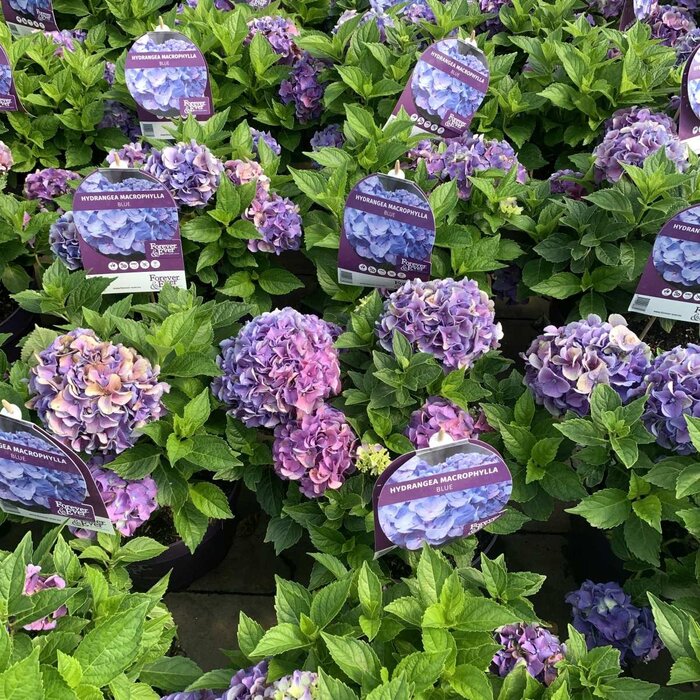 Boerenhortensia (Hydrangea Forever & Ever Blue )