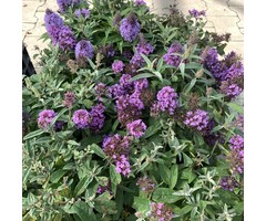 Vlinderstruik - Buddleja davidii Adonis Blue