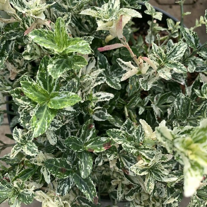 Kardinaalshoed (Euonymus fortunei 'Harlequin')