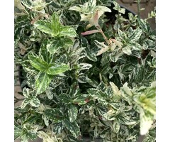 Kardinaalsmuts op stam - Euonymus fortunei 'Harlequin'