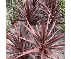 Nieuw-Zeelands vlas - Phormium tenax 'Purpureum'