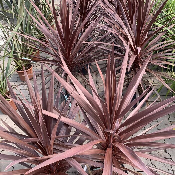 Nieuw-Zeelands vlas (Phormium tenax 'Purpureum')