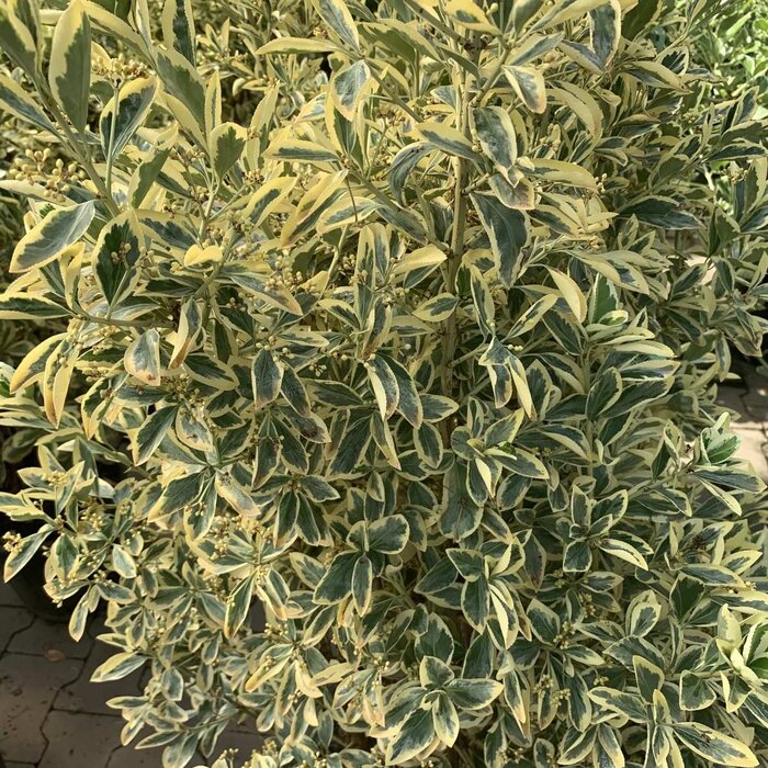 Kardinaalshoed (Euonymus japonicus 'Bravo')