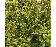 Japanse kardinaalshoed - Euonymus japonicus 'Bravo'