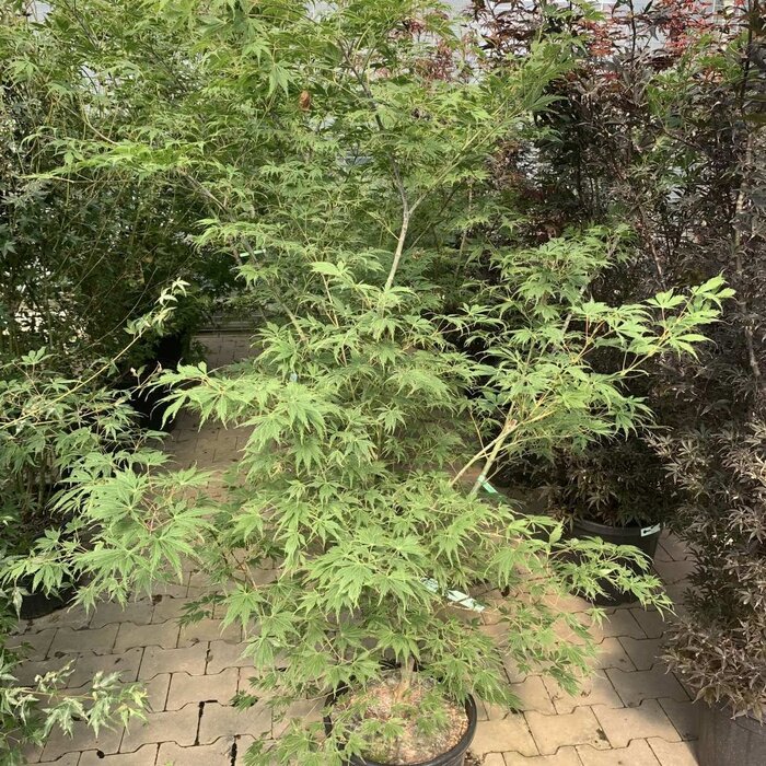 Japanse esdoorn (Acer palmatum)
