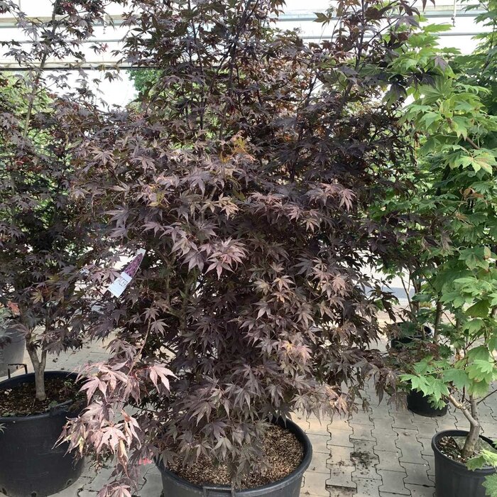 Japanse esdoorn (Acer palmatum 'Atropurpureum')