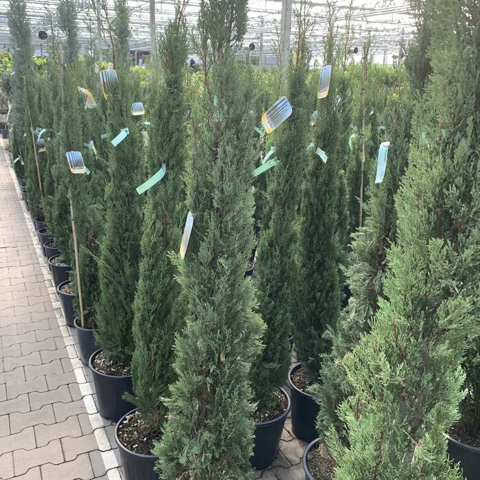 Italiaanse cipres - Cupressus sempervirens 'Totem'
