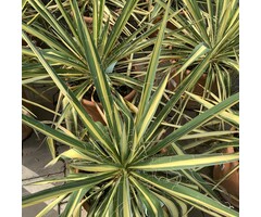 Palmlelie - Yucca filamentosaYucca flaccida 'Golden Sword'