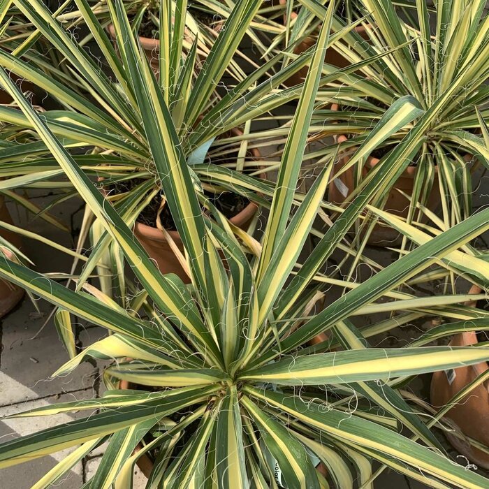 Palmlelie (Yucca filamentosa Yucca flaccida 'Golden Sword')