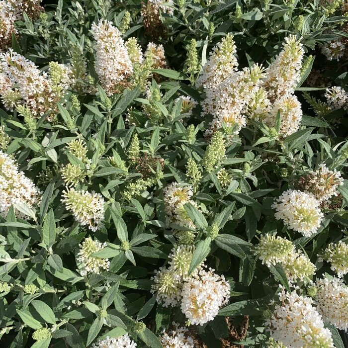 Vlinderstruik 'Little White' - Buddleja Butterfly Candy
