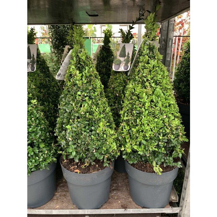 Buxus piramide  - Buxus sempervirens (Kegel)