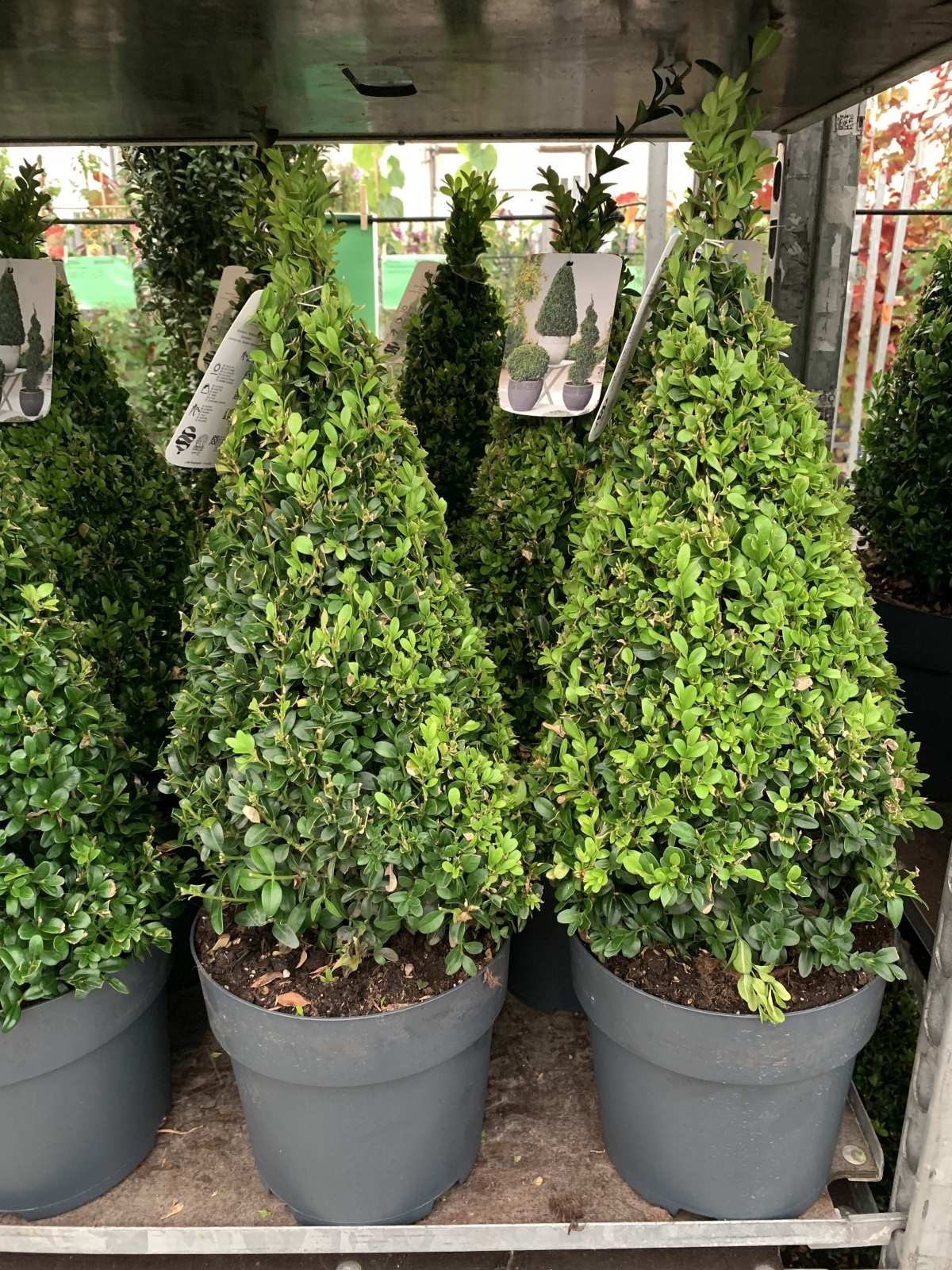 Buxus piramide  - Buxus sempervirens (Kegel)