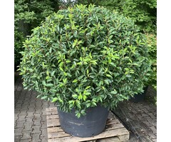 Portugese laurier bol - Prunus lusitanica 'Angustifolia' (Bol)