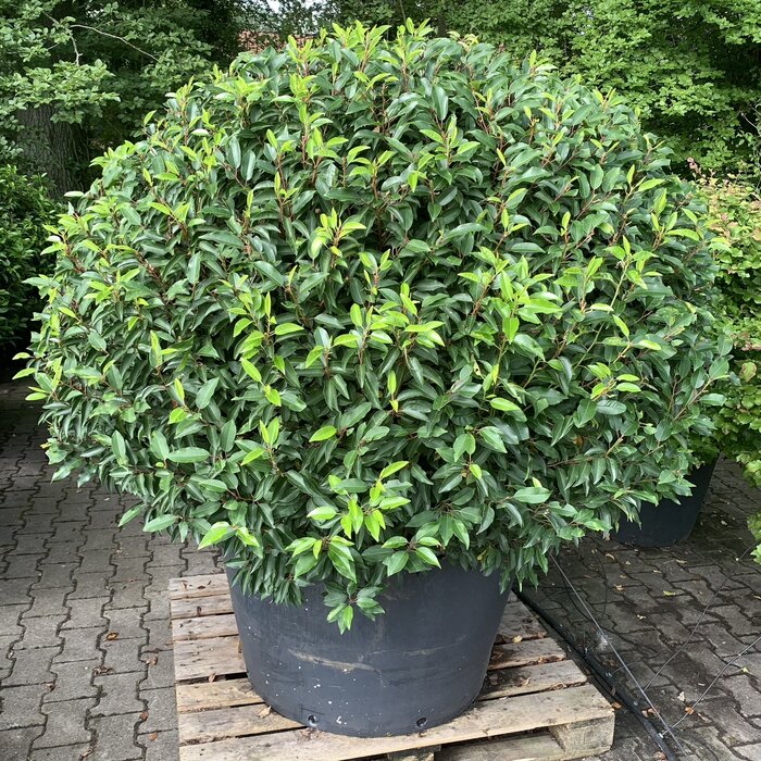 Portugese laurier bol - Prunus lusitanica 'Angustifolia' (Bol)