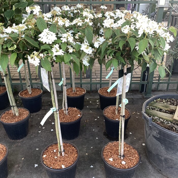 Japanse sneeuwbal op stam - Viburnum plicatum 'Watanabe'