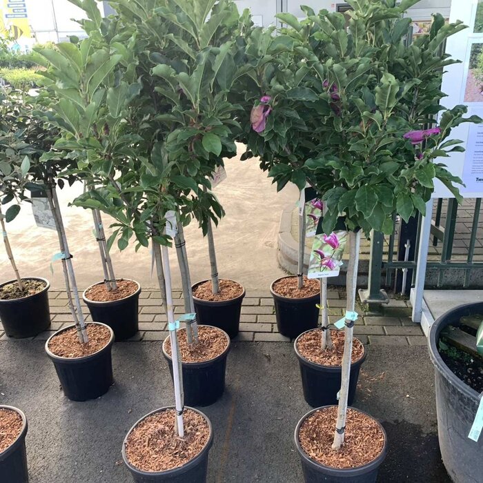 Beverboom op stam - Magnolia 'Susan'