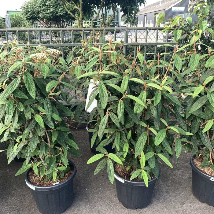 Sneeuwbal (Viburnum rhytidophyllum)