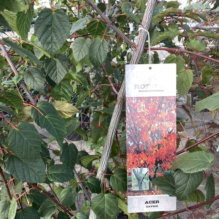 Acer davidii meerstammig