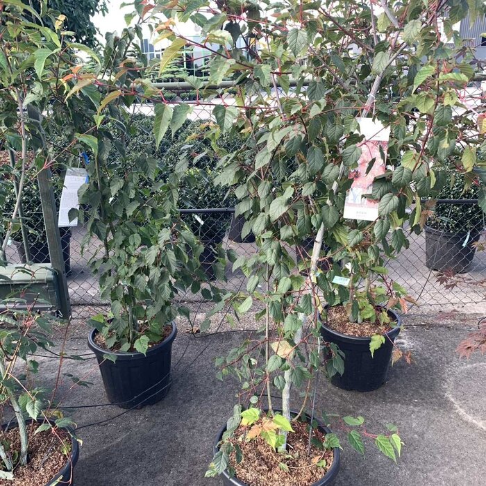 Acer davidii meerstammig