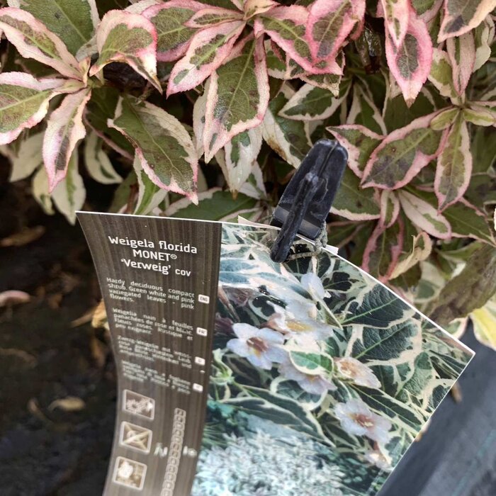 Weigelia (Weigela florida 'Monet')