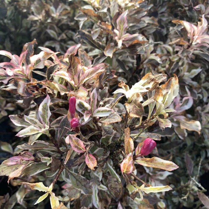 Weigelia (Weigela florida 'Monet')