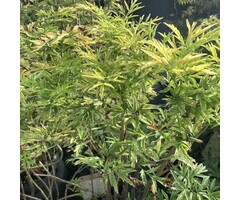Trosvlier - Sambucus racemosa 'Sutherland Gold'