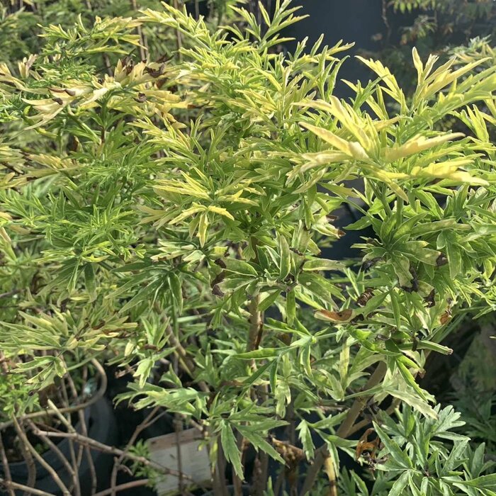 Trosvlier (Sambucus racemosa 'Sutherland Gold')