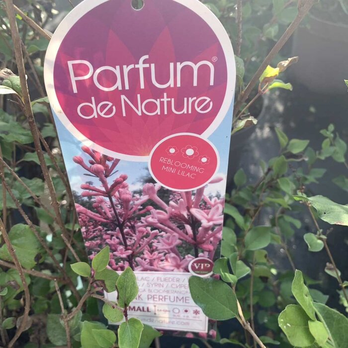 Dwergsering op stam - Syringa 'Pink Perfume'