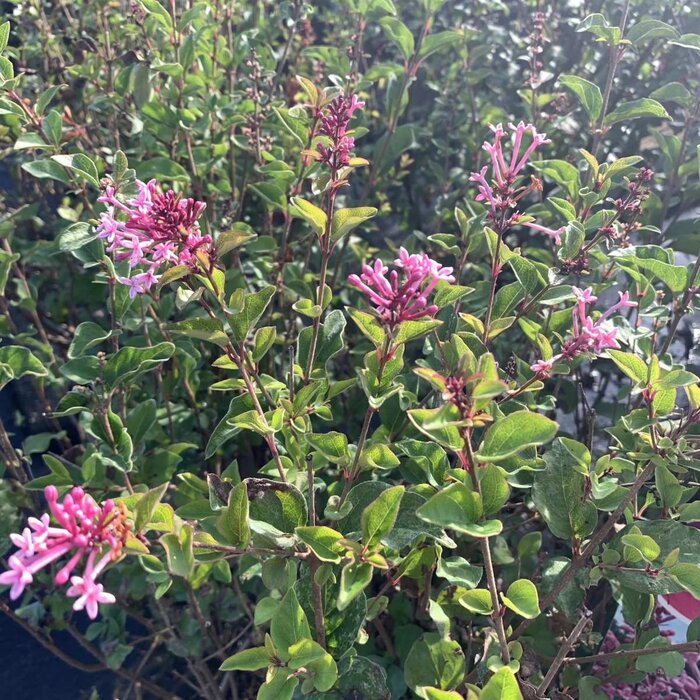 Dwergsering op stam - Syringa 'Pink Perfume'
