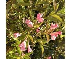 Weigelia - Weigela 'All Summer Peach'