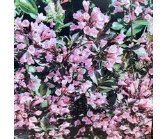 Weigelia - Weigela florida 'Foliis Purpureis'