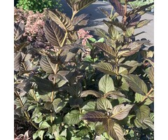 Weigelia - Weigela Ebony and Ivory