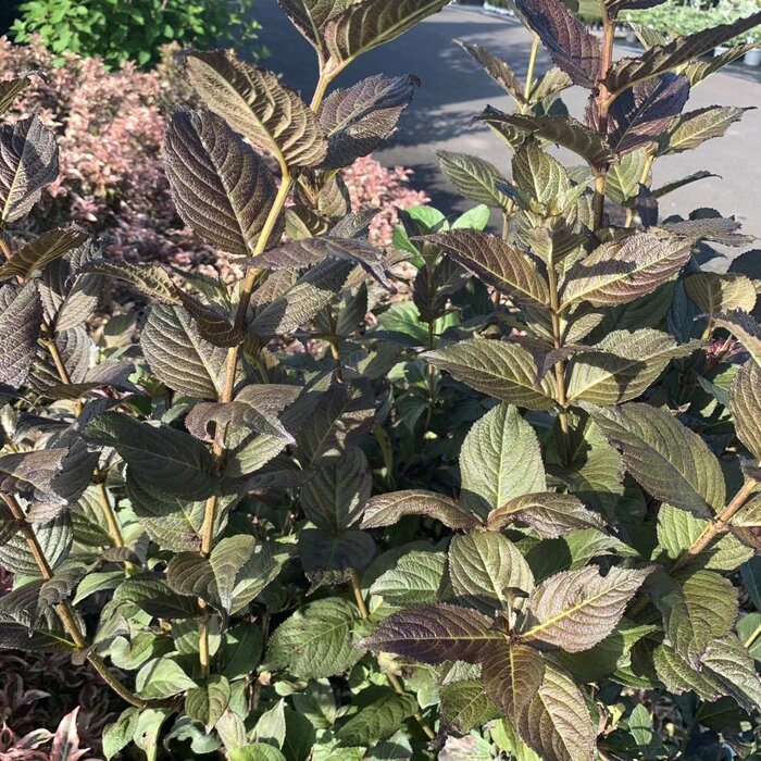 Weigelia (Weigela Ebony and Ivory)