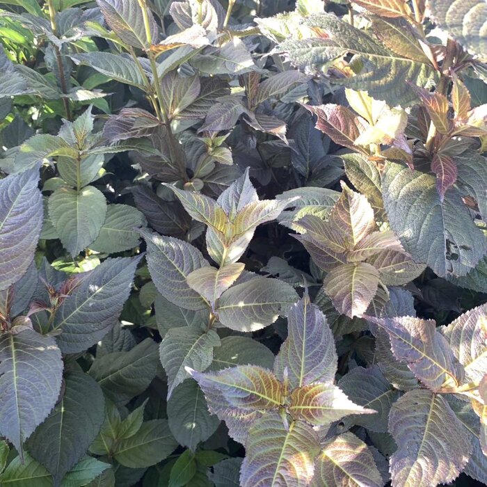 Weigelia (Weigela Ebony and Ivory)