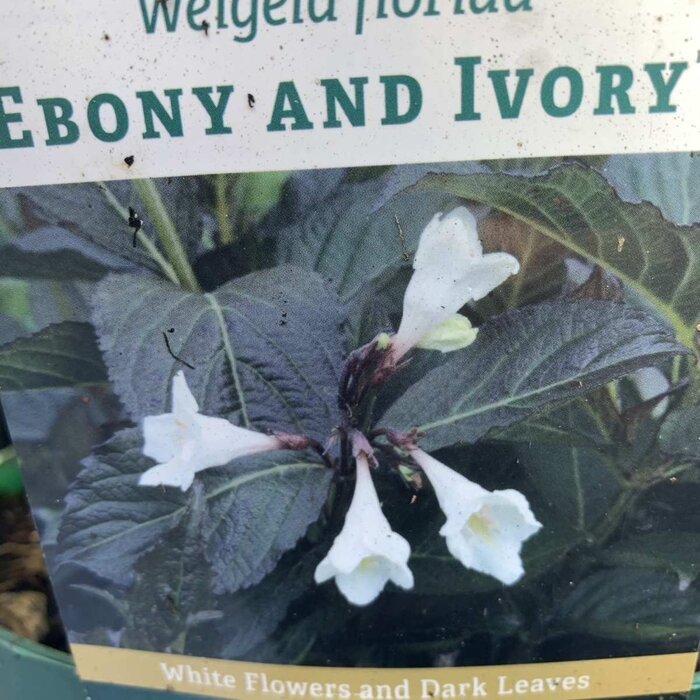 Weigelia (Weigela Ebony and Ivory)