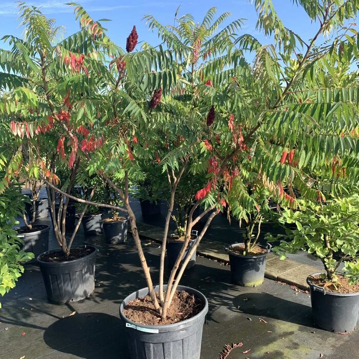 Fluweelboom - Rhus glabra 'Laciniata' meerstammig