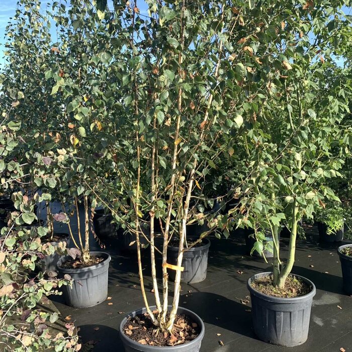 Meerstammige witte Berk - Betula utilis 'Doorenbos' meerstammig